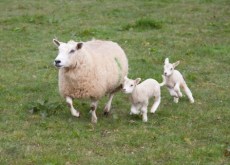 ewe-and-lambs